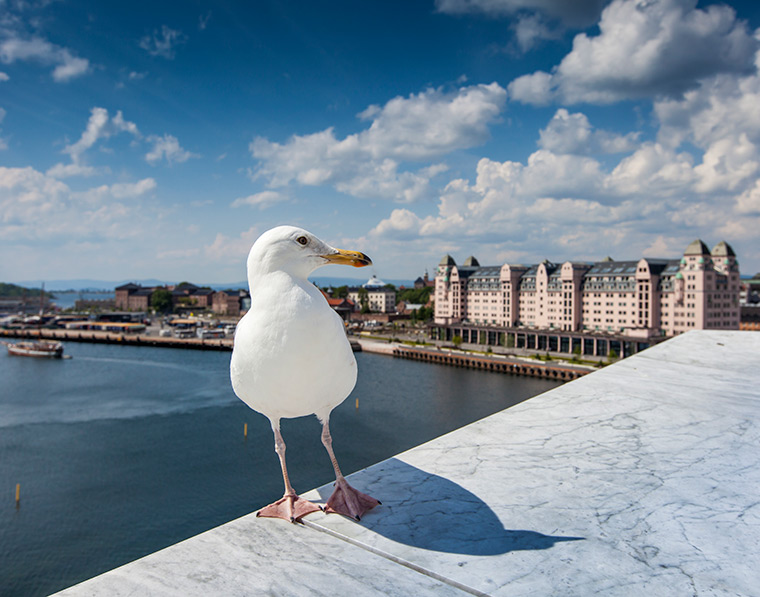 Seagull on the roof of Oslo Opera House