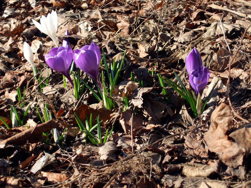 Spring breaking through in Oslo