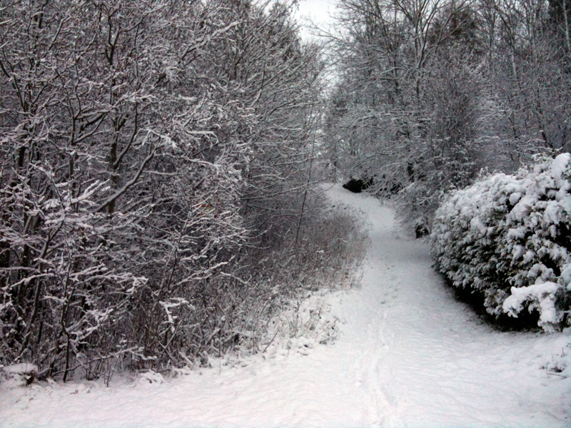 Snowfall in Trondheim