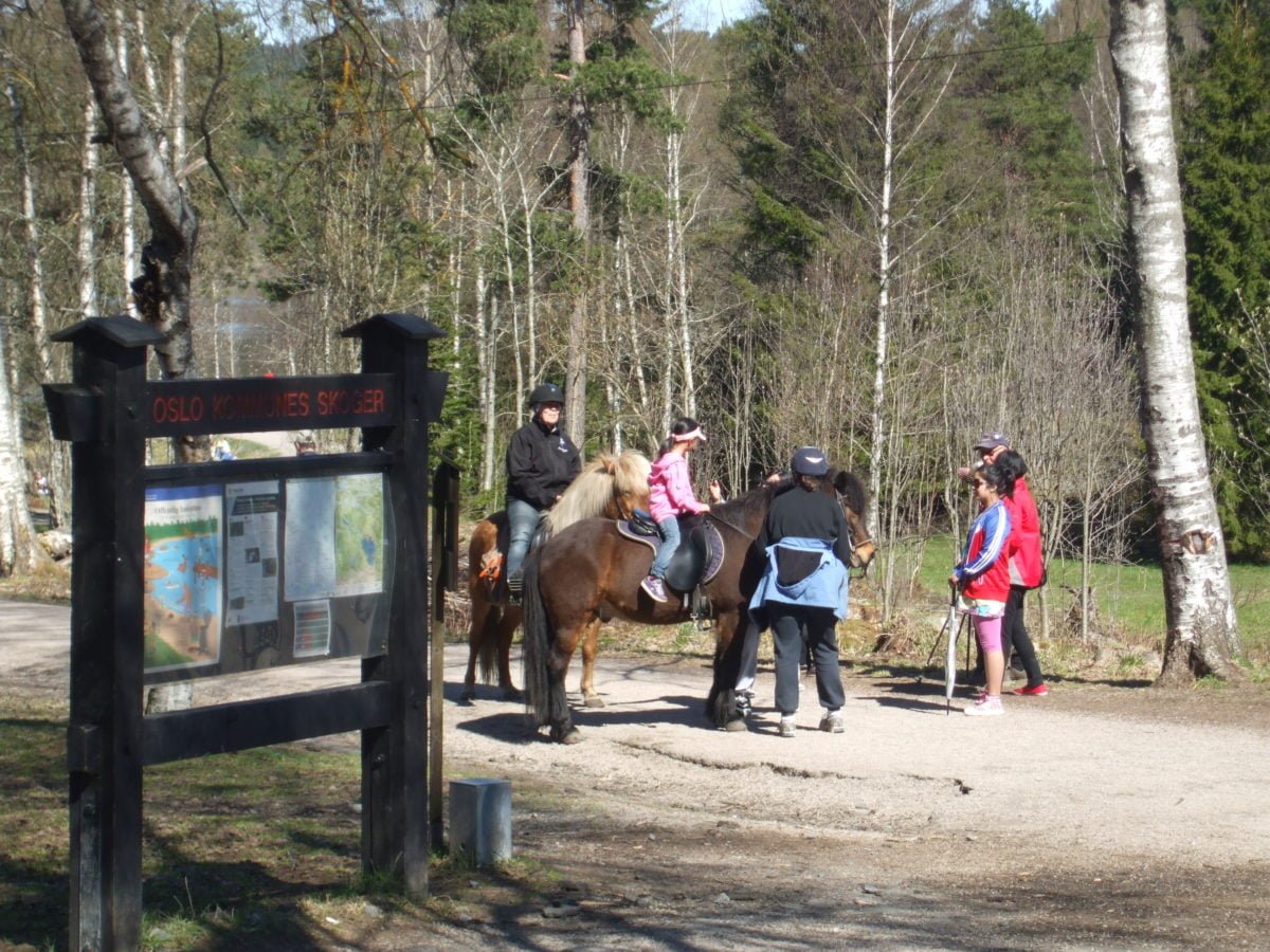 Ponies at Sognsvann Ponies at Sognsvann