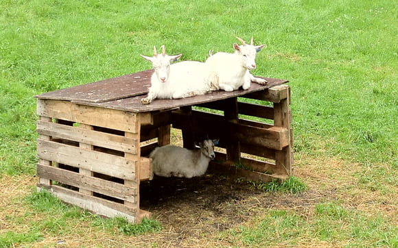 Goats on a farm Goats on a farm near Flåm