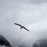 Bird soaring high above the boat