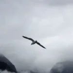 Bird soaring high above the boat