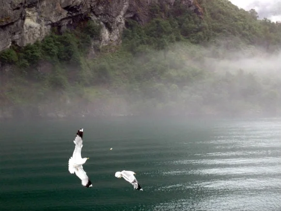 Seagull catching bread in mid-air