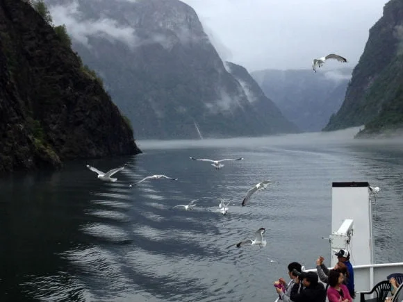 Seagulls on the Naeroyfjord