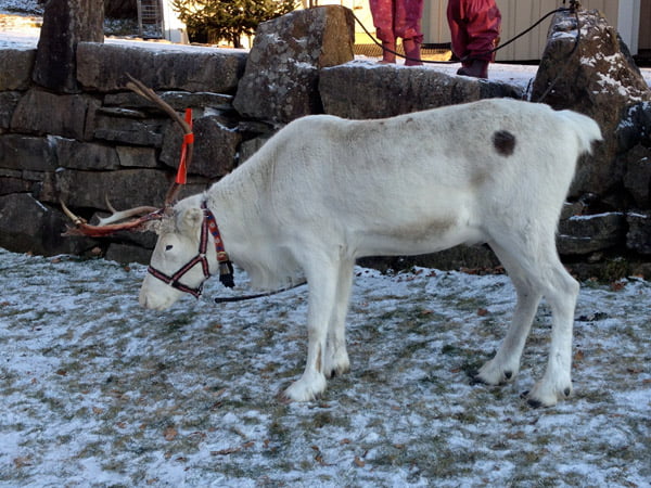 Reindeer