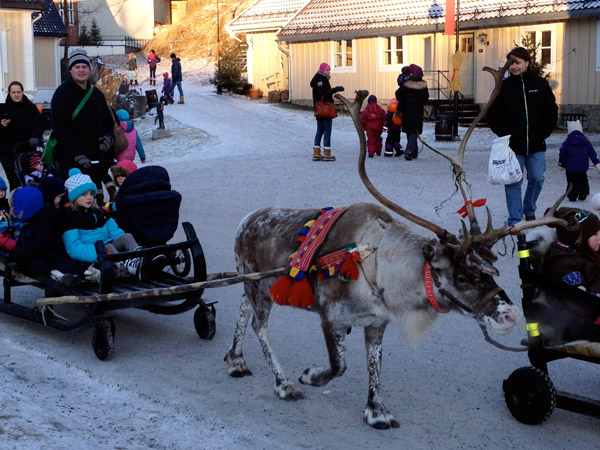 Reindeer pulling a sled at Bærums Verk Christmas Market. Photo: David Nikel.