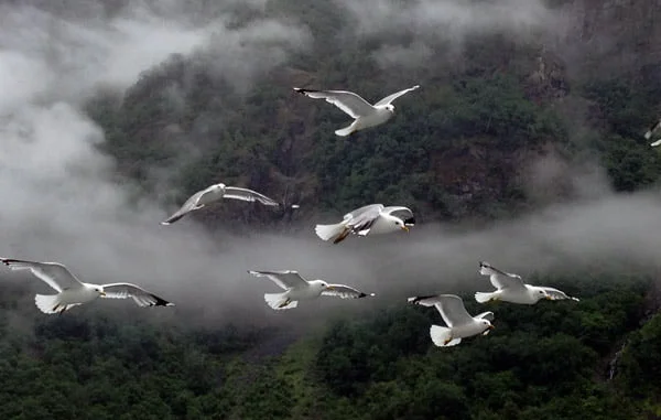 Birds on the Nærøyfjord