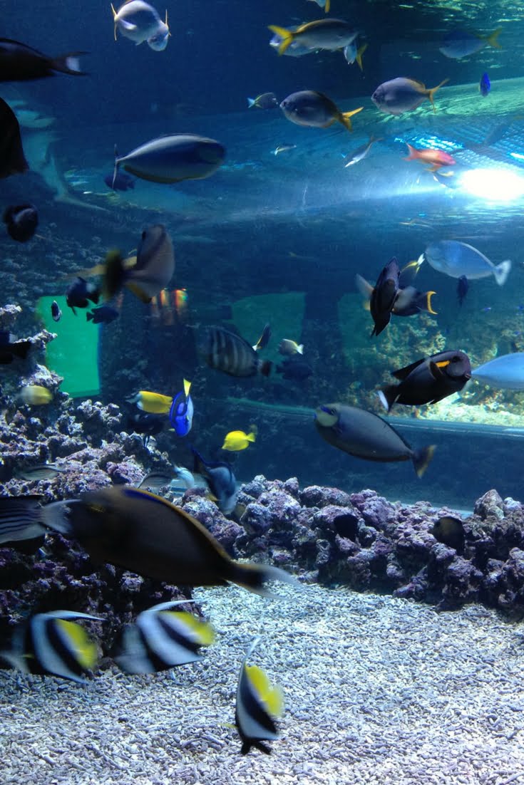 Bergen Aquarium