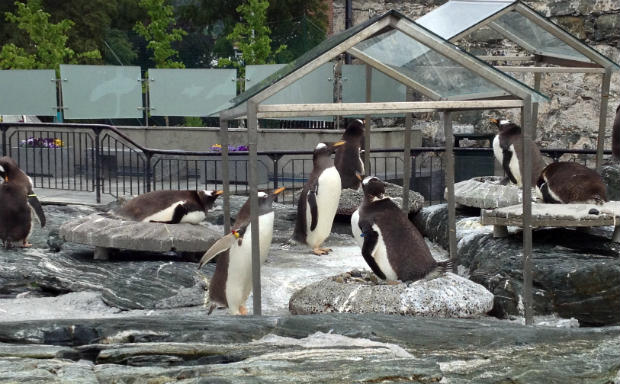 Penguin colony in Bergen