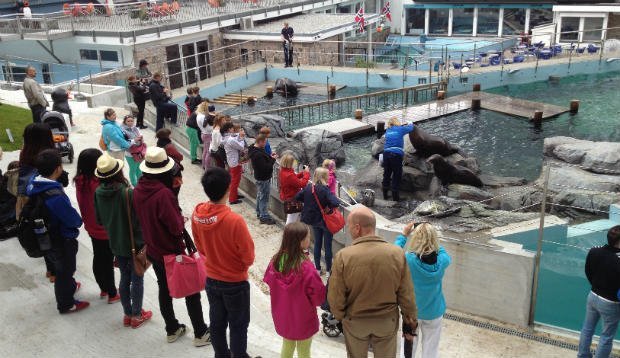 Feeding time with the sea-lions