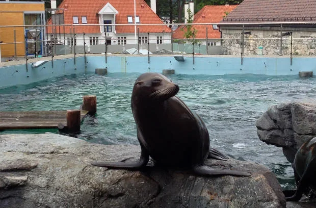 Sea-lion in Bergen