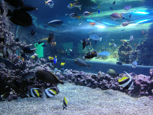 Fish at Bergen Aquarium