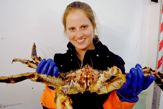 Kirkenes king crab