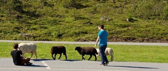 Mountain sheep near Geiranger