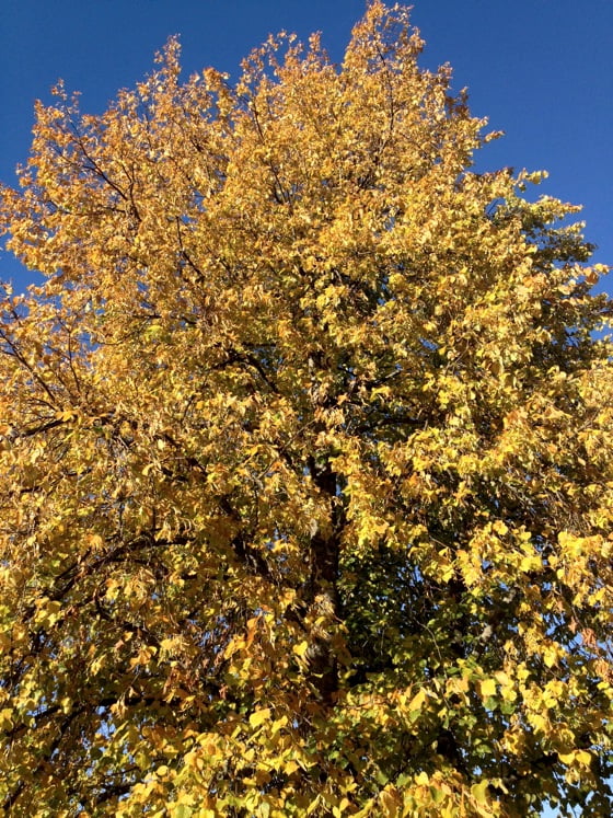 Autumn in Trondheim