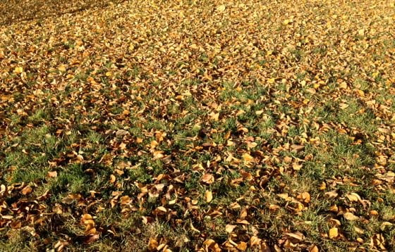 Golden leaves on the ground