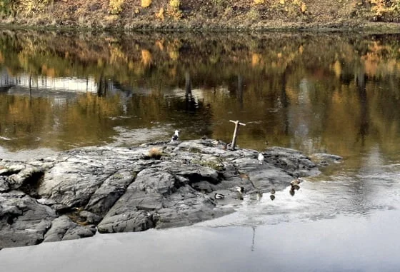 Birds on Nidelva
