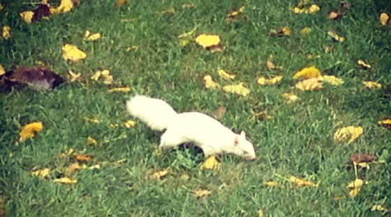 White squirrel in Loring Park, Minneapolis