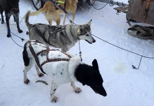 Huskies in Røros