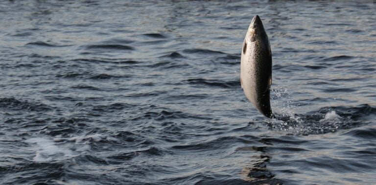 Norwegian salmon exports