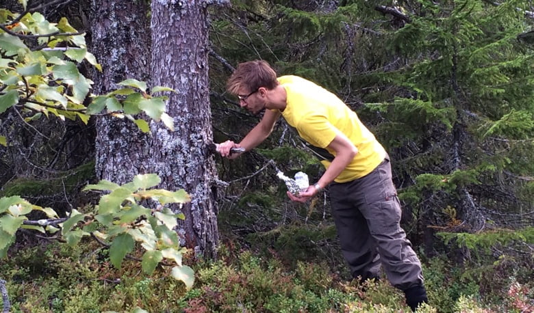 Picking blueberries in Trondheim