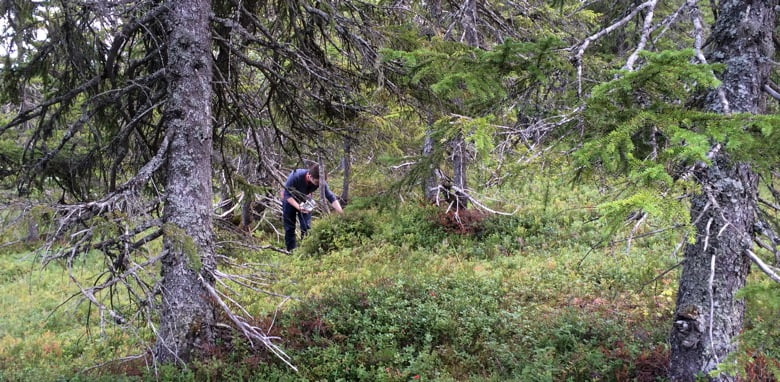 Berry picking in Norway