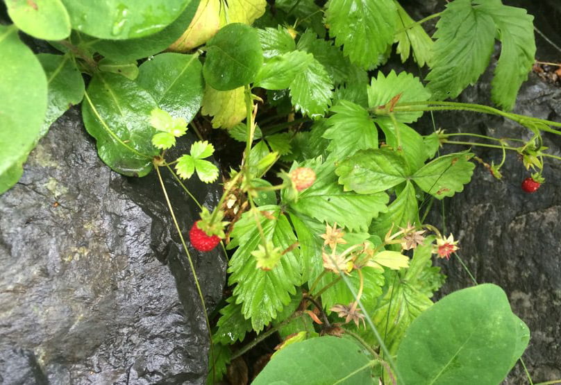 A photo of Norwegian wild berries