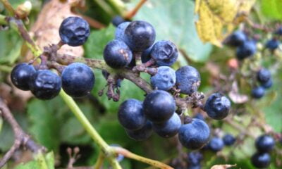 Wild berries in Norway