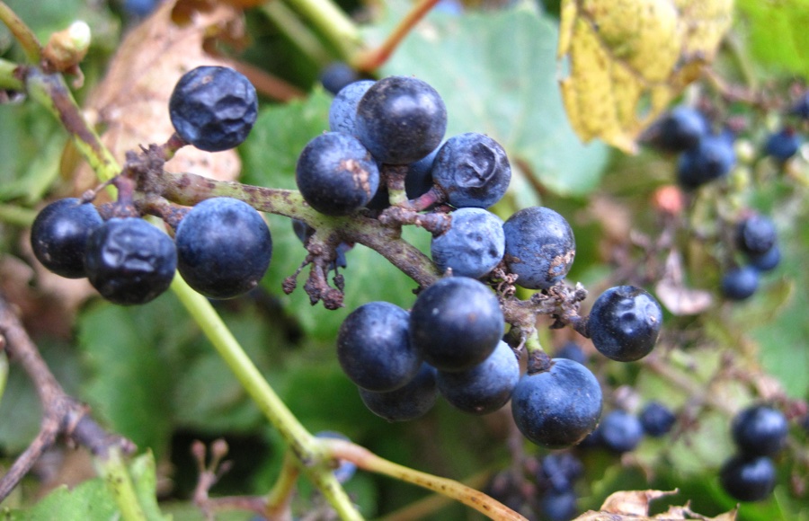 Wild berries in Norway