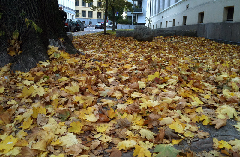 Golden leaves on the Oslo pavement in autumn