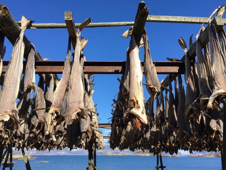 Racks of drying fish