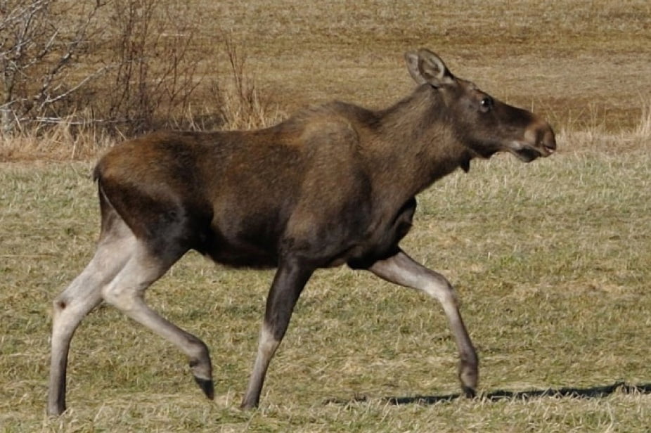 Elk in Norway