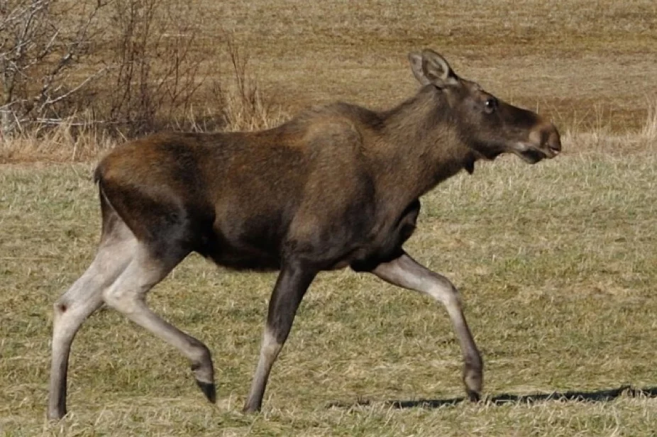 Elk in Norway