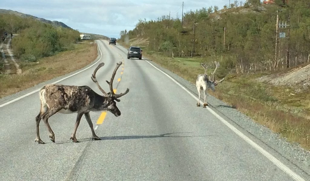 Reindeer Norway