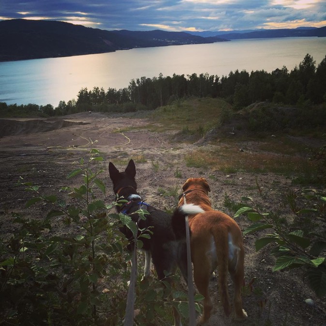 Dogs and the Norwegian landscape