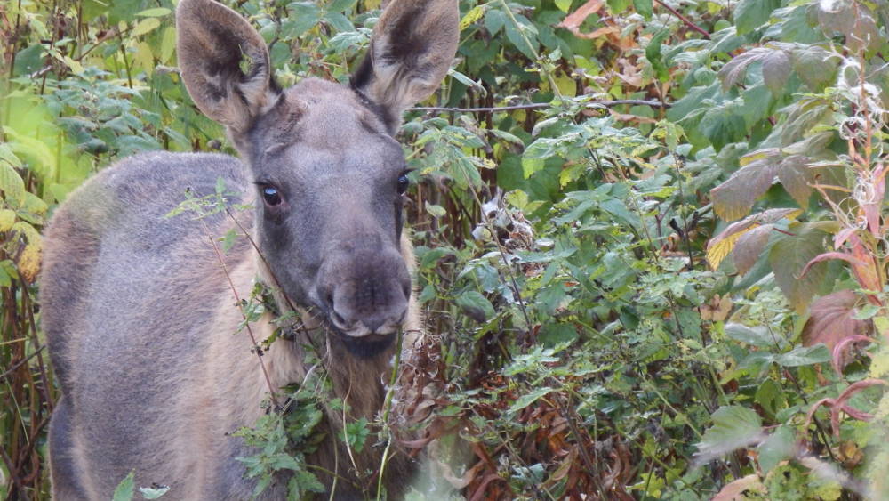 A little moose who munched through our wild garden in late autumn.