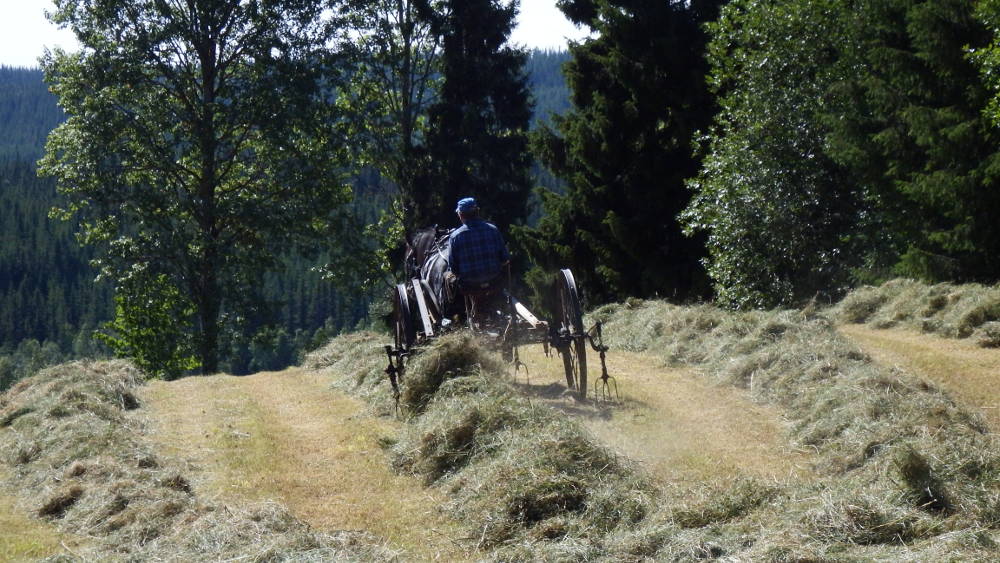One of the local farmers preparing hay with his horse.