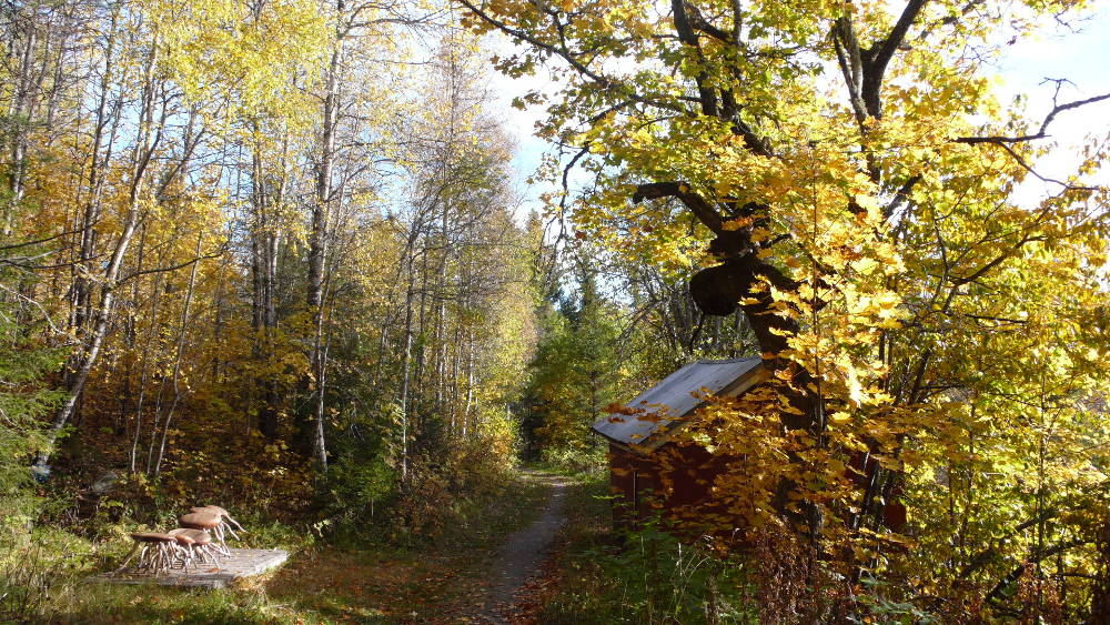 Bergstien, the forest path connecting Landåsen and the lake.