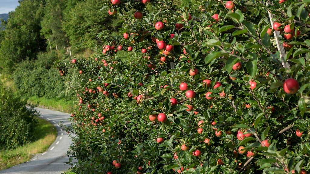 Fruit trees of Hardanger