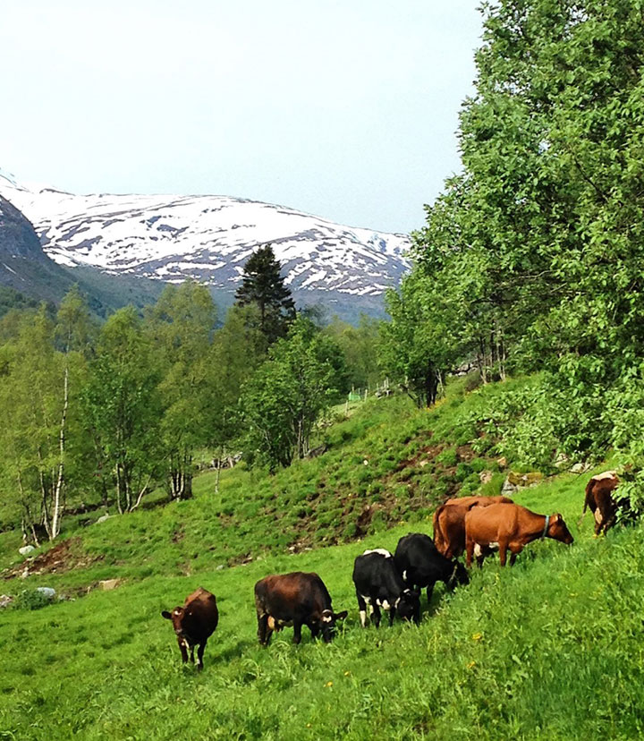 A farm near Hellesylt, Norway