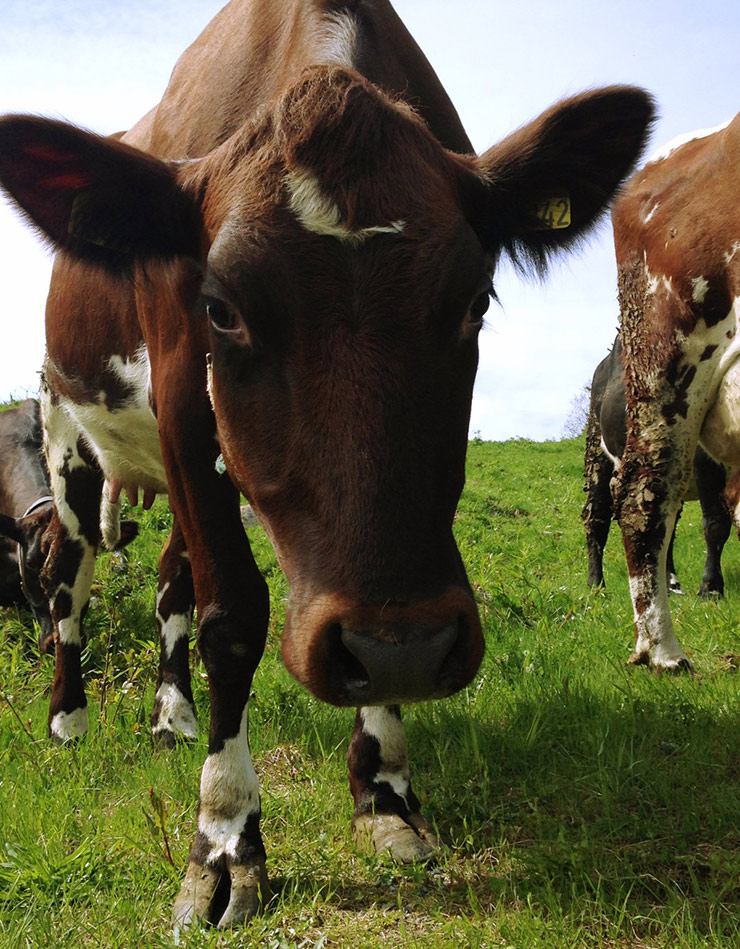 Norwegian cow on farm