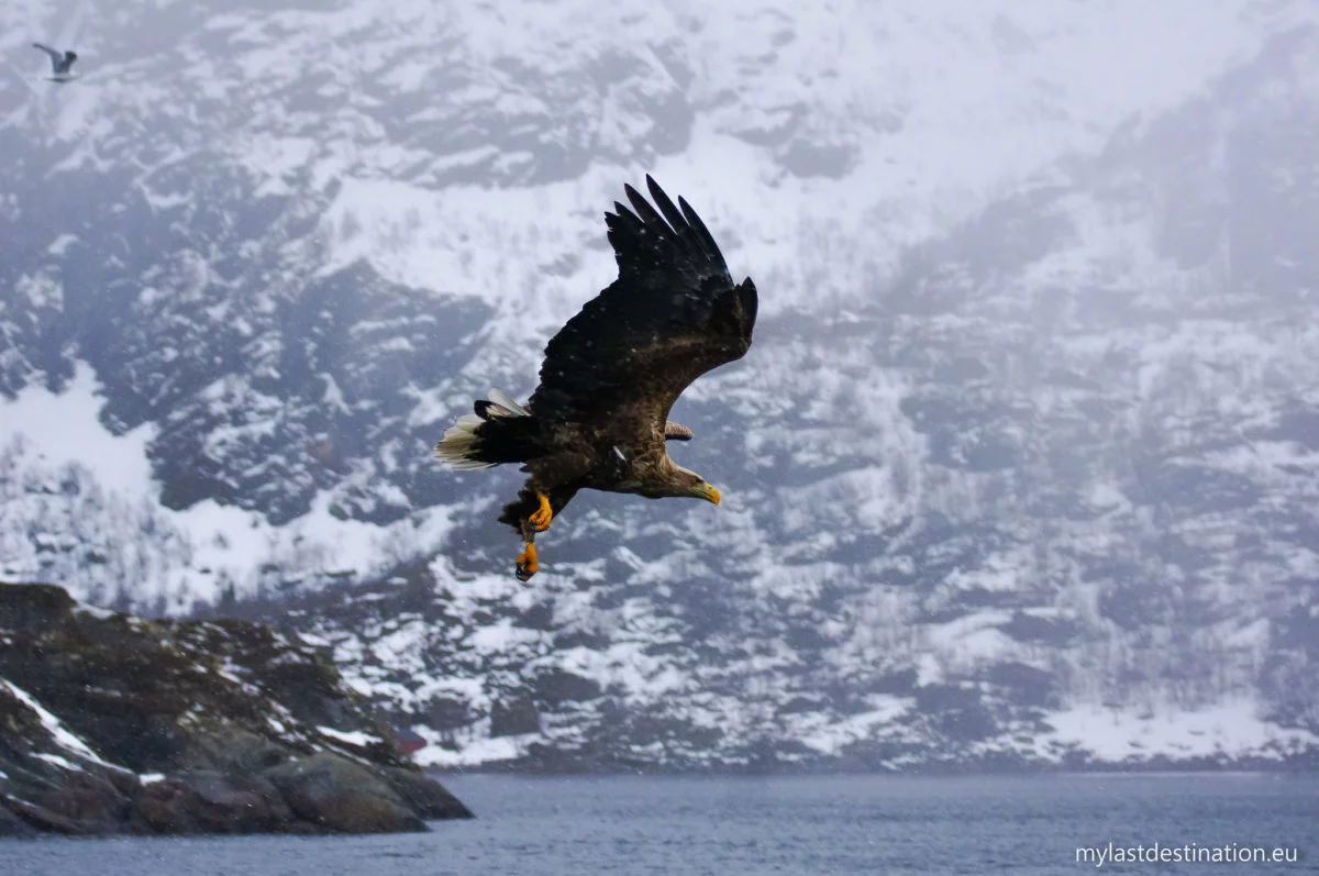 Sea Eagle safari in the Trollfjord