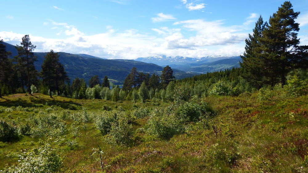 The view from Gardbergfeltet of the Valdres valley.