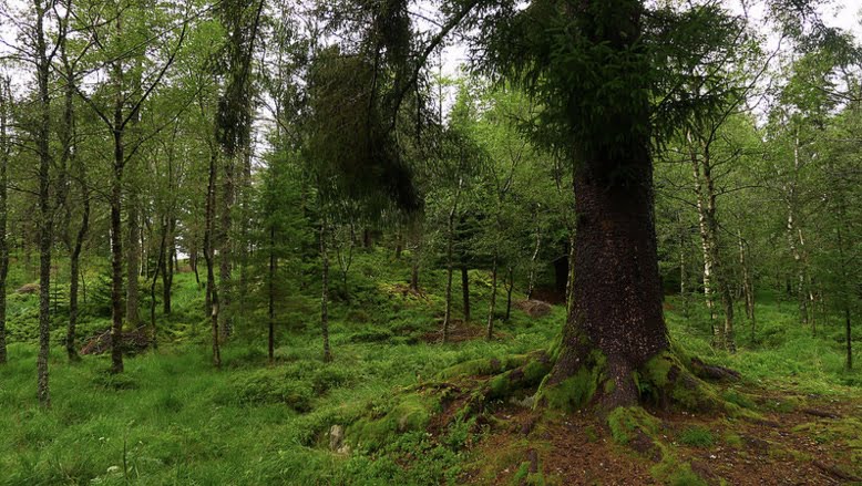 Forest in Bergen