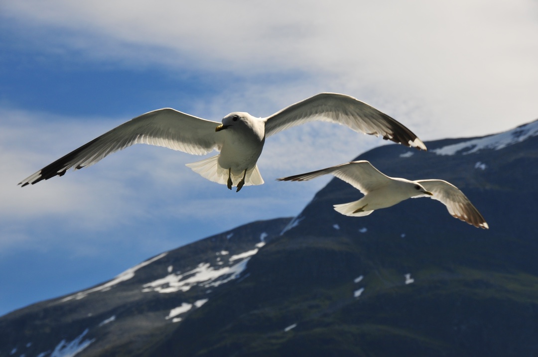 Birdlife near Geiranger