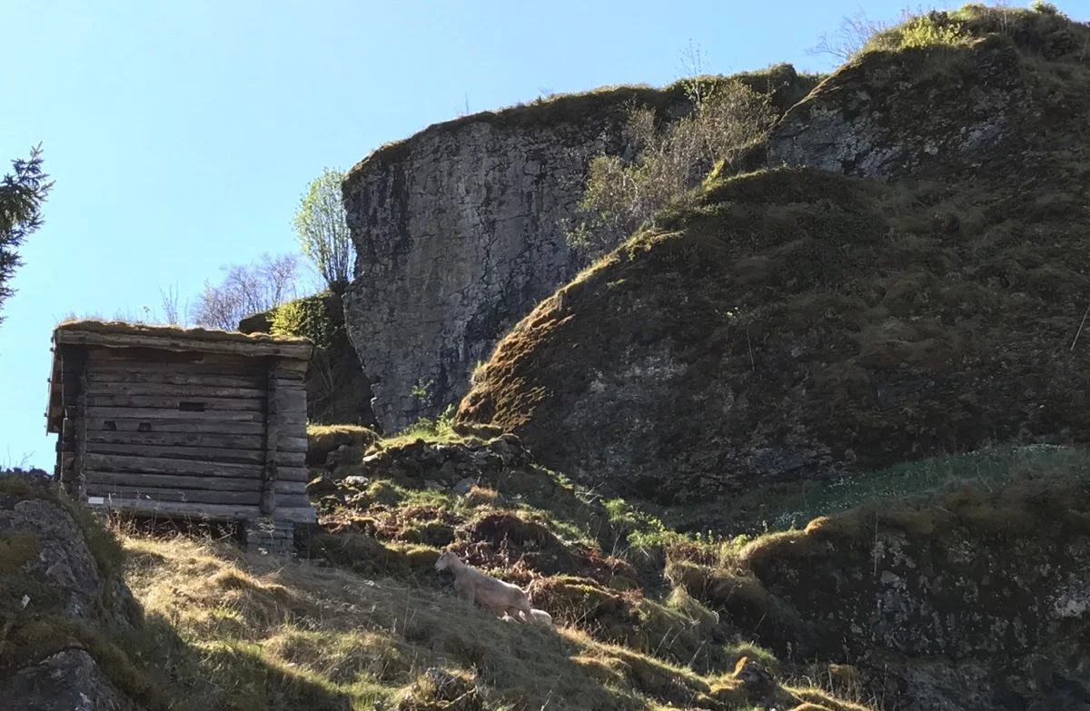 Ruins of the castle at Sverresborg. Photo: David Nikel.