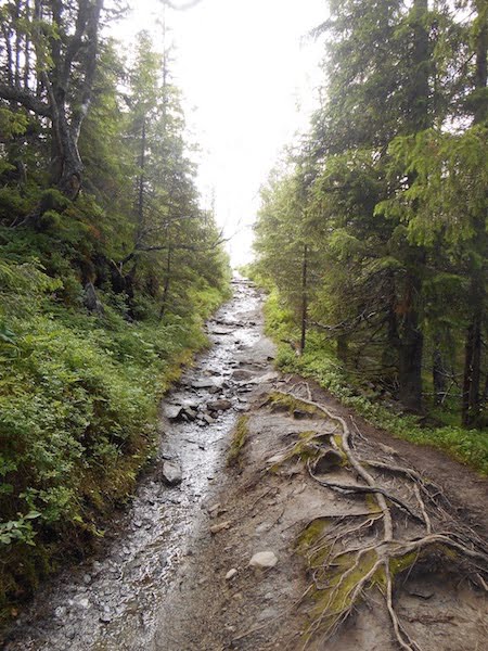 Forest trail in Bymarka