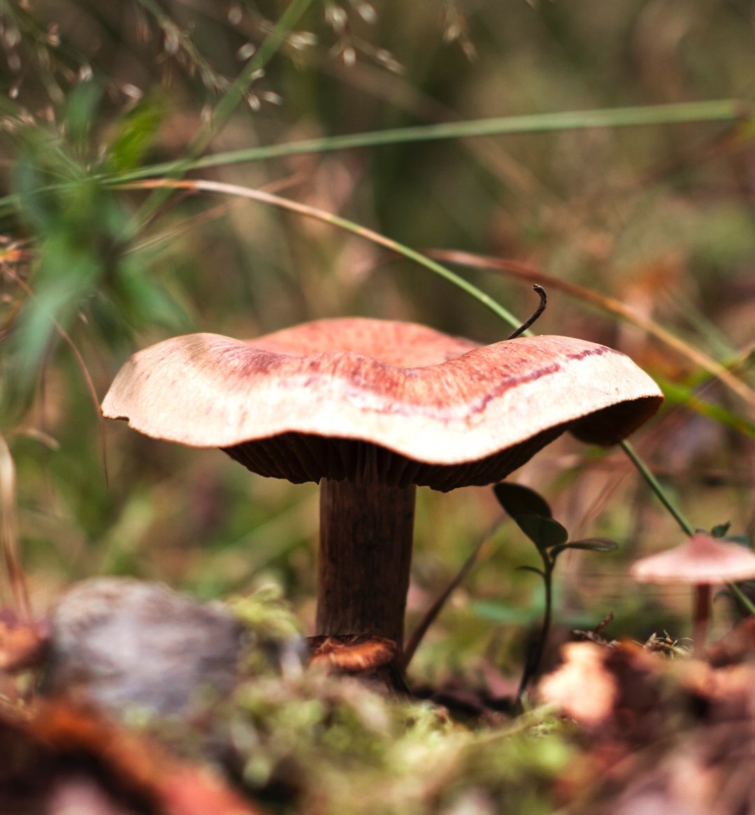 Mountain mushrooms