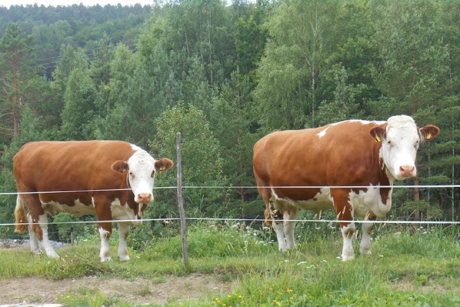 Norwegian cows